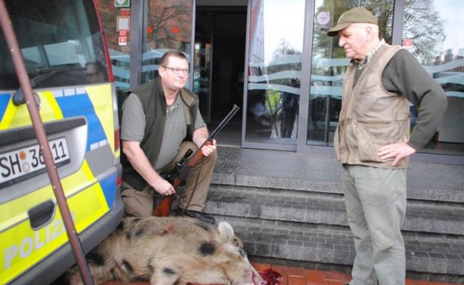 野猪被击毙。