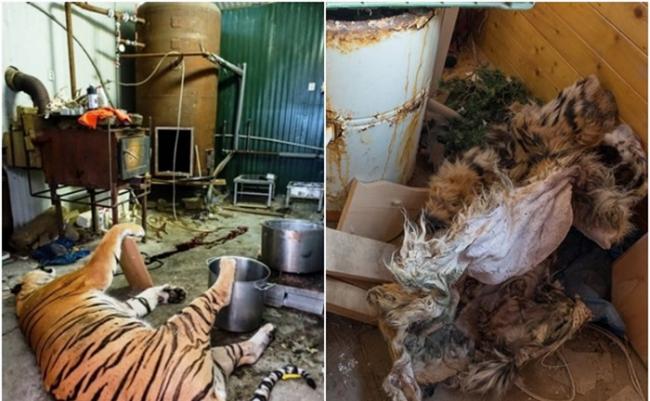 屠虎工场中，腐烂的动物遗骸随地而置。