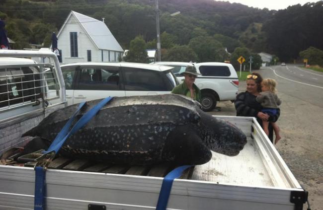 濒临灭绝的巨型棱皮龟在新西兰海岸搁浅
