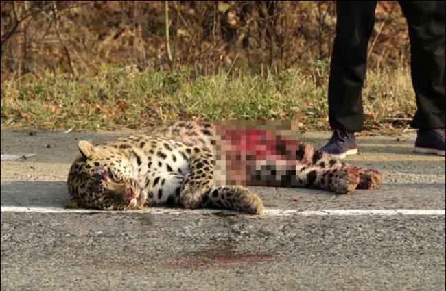 俄罗斯东南部一只濒危远东豹被汽车撞倒