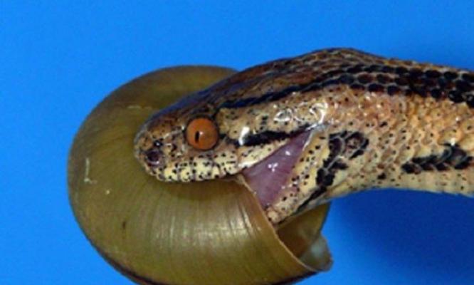 你或许会猜测这种蛇类以什么为食，但是它捕食的专业程度甚至超越了它的名字。这不仅是因为它只以蜗牛为食，而且源自它与众不同的非对称嘴巴，这种构造在食用顺时针旋转的蜗