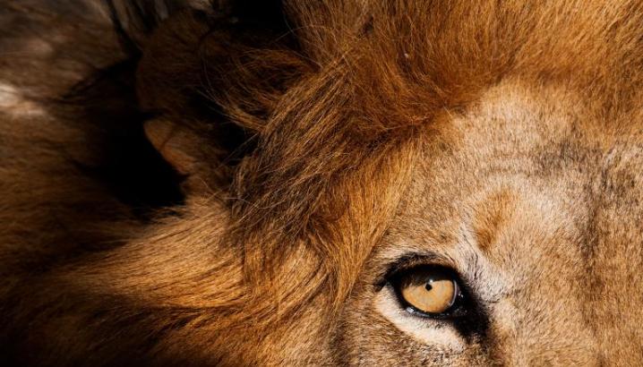 非洲狮（如图，摄于南非卡帕玛禁猎区〔Kapama Game Reserve〕）演化成了顶级捕食者，所以只要有机会，就会表现出顶级捕食者的样子。 Photogra