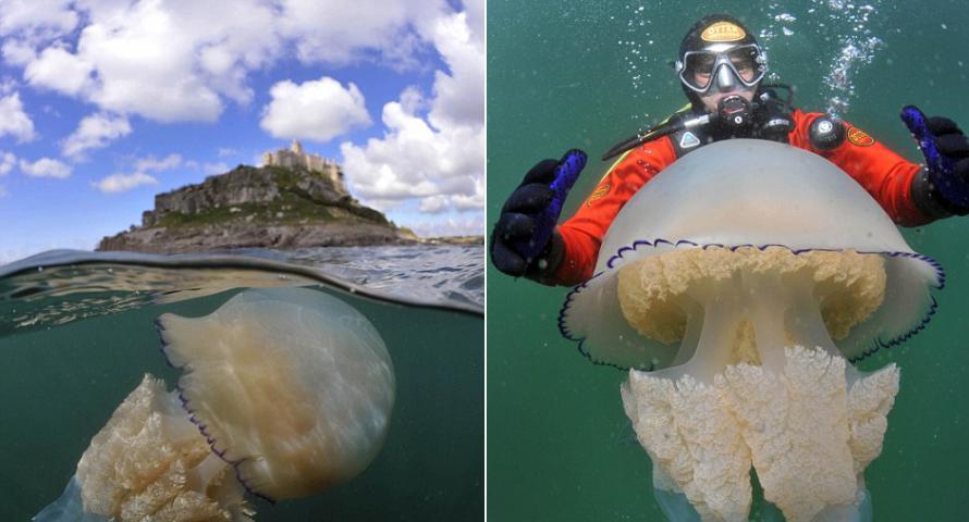 英国摄影师潜水时偶遇35公斤重巨型水母