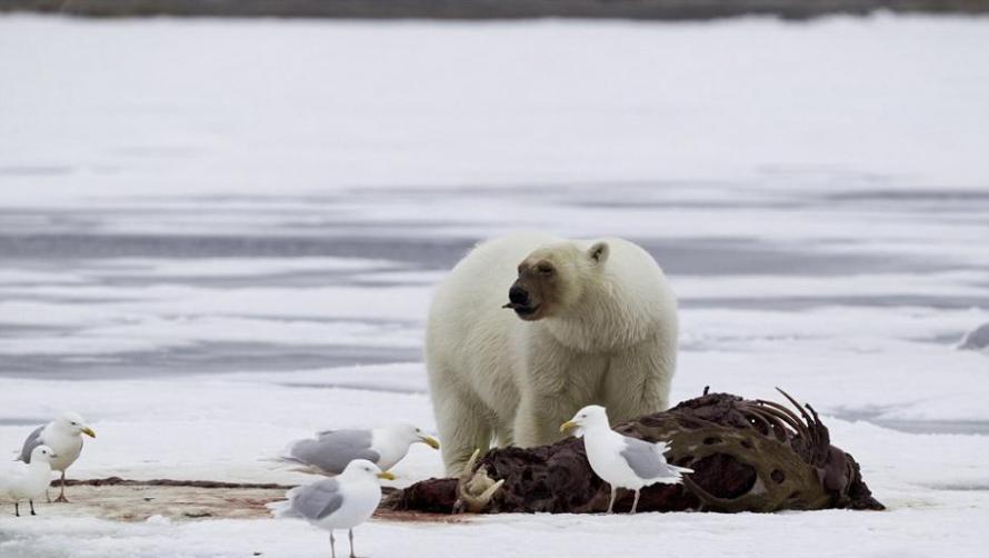 北极熊分食海象的尸体
