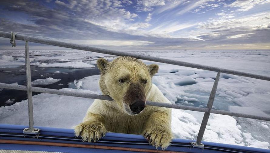 挪威斯瓦尔巴特群岛北极熊将海象分食还要登船