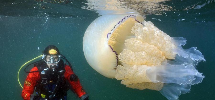 英国摄影师潜水时偶遇35公斤重巨型水母