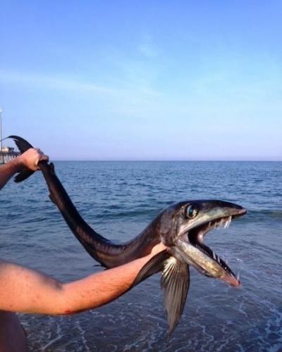 罕见深海帆蜥鱼在美国北卡罗莱纳州海滩现身