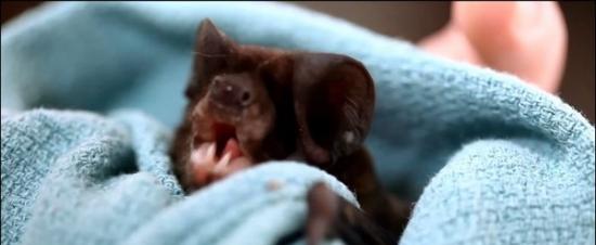 稀有的蝙蝠宝宝一反刻板印象，相当可爱。