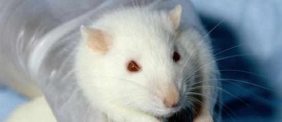 欧洲委员会拒绝在整个欧盟废除动物研究的请求：会伤及生物医学研究