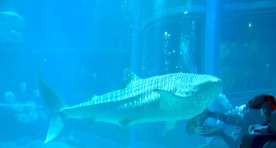 日本大阪市水族馆“海游馆”迎来高知县的鲸鲨