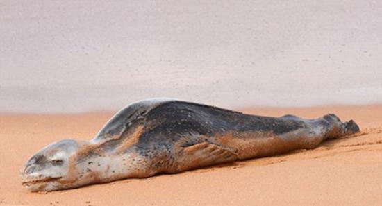 横跨南冰洋的小海豹累瘫在澳洲悉尼海滩