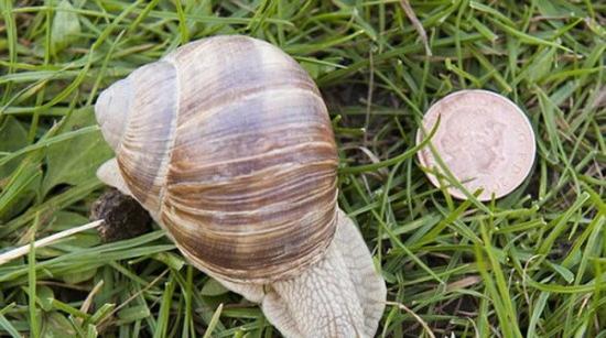 美国威斯康辛-麦迪逊大学动物学家约翰-奥罗克发现当蜗牛接近植物时，植物会发出预警，告诉其它植物危险的到来，同时释放的化学物质使蜗牛失去食欲