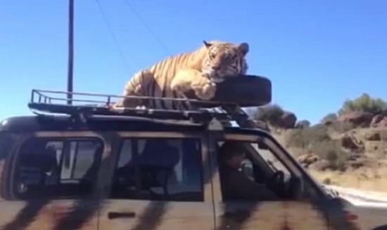 南非老虎跳上车顶搭顺风车兼睡午觉