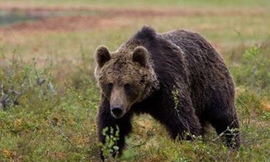 比利牛斯山上一头黑熊因长期霸占交配权有可能被阉割或隔离
