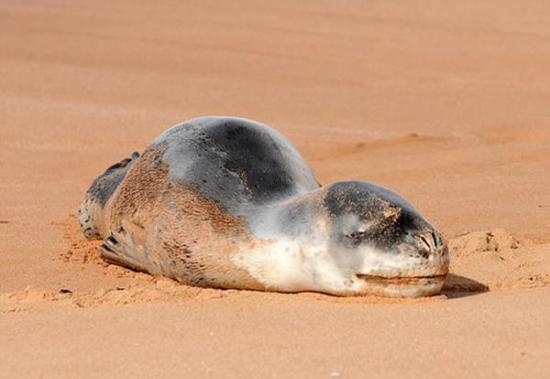 横跨南冰洋的小海豹累瘫在澳洲悉尼海滩