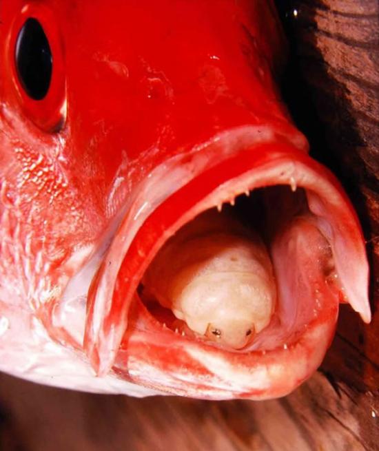 寄生在玫瑰鲷鱼口中的缩头鱼虱