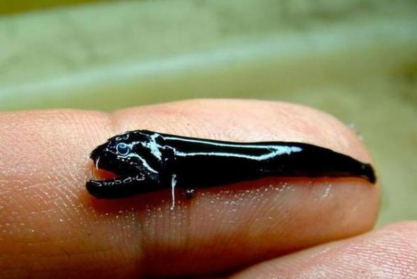 澳大利亚海底火山附近发现神秘鱼类：身体呈黑色长着锋利牙齿