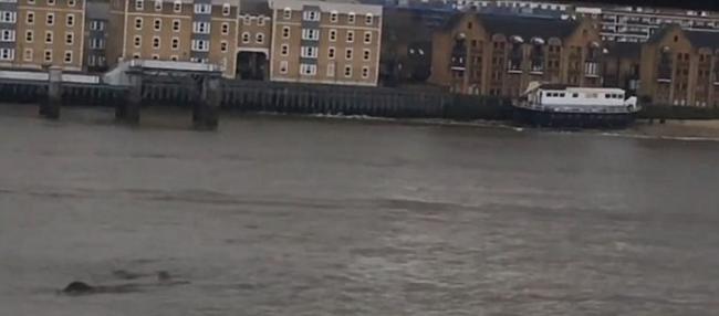 英国泰晤士河又现浮沉巨物 水怪之说更嚣尘上
