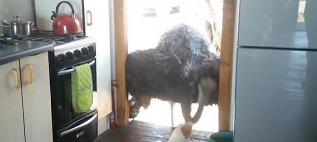 鸵鸟站在厨房门口伸长脖子偷狗狗的粮食