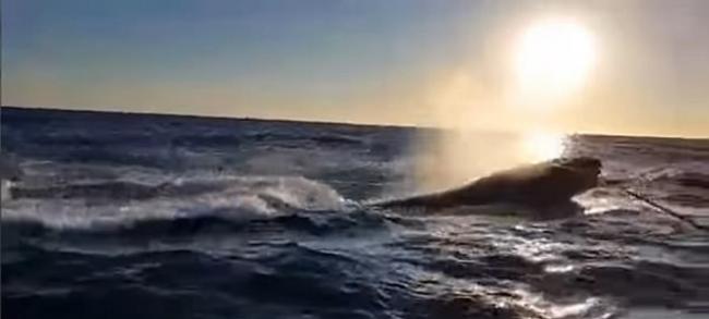钓到大鱼啦！澳洲新南威尔斯州父子兴奋收钓竿时发现钓到的竟然是座头鲸
