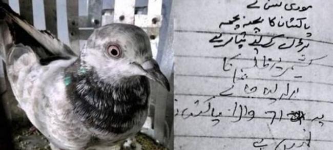 白鸽带有巴基斯坦国语乌尔都语写上的侮辱字句。