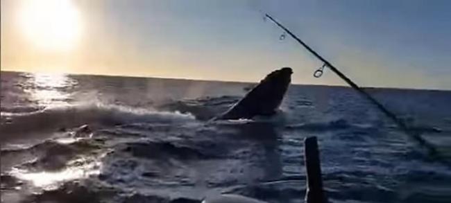 钓到大鱼啦！澳洲新南威尔斯州父子兴奋收钓竿时发现钓到的竟然是座头鲸