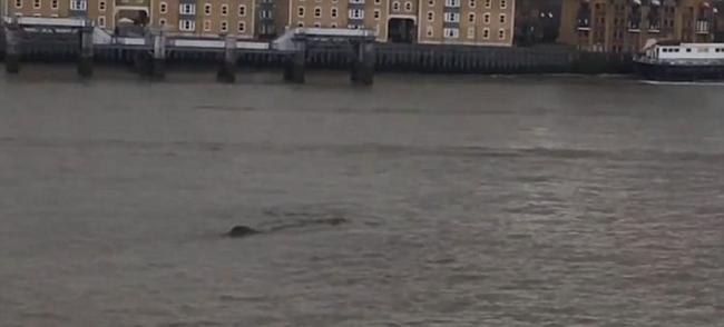 英国泰晤士河又再发现浮沉巨物 水怪之说更嚣尘上