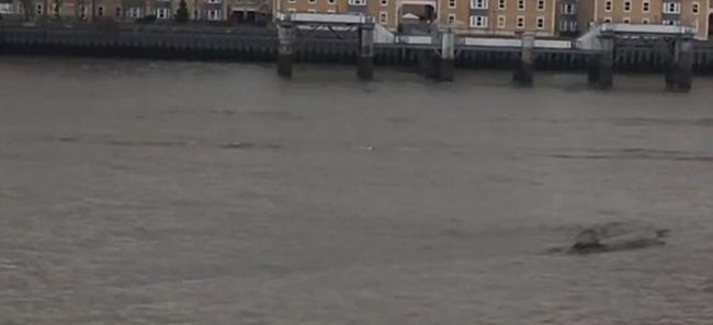 英国泰晤士河又现浮沉巨物 水怪之说更嚣尘上