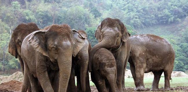 非洲森林象或在10年内绝种 每年有1.2万至1.5万头被猎杀盗取象牙