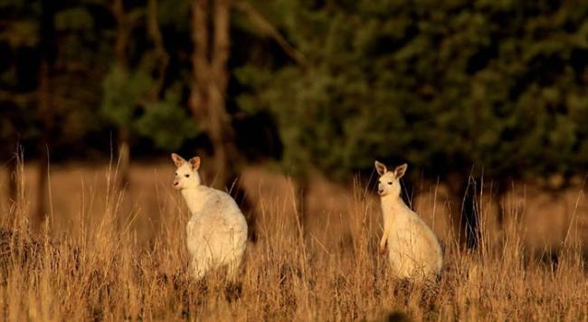 澳洲悉尼西南多娜国家森林发现两只罕见白色袋鼠