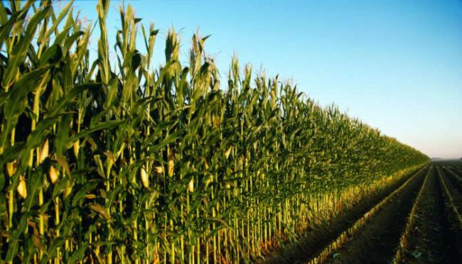 爱荷华州一片已经可以收割的玉米田。当地有97%的天然地貌已经被改变。 PHOTOGRAPH BY DESIGN PICS INC, ALAMY
