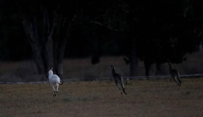 澳洲悉尼西南多娜国家森林发现两只罕见白色袋鼠