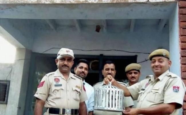 印度警方扣留白鸽。