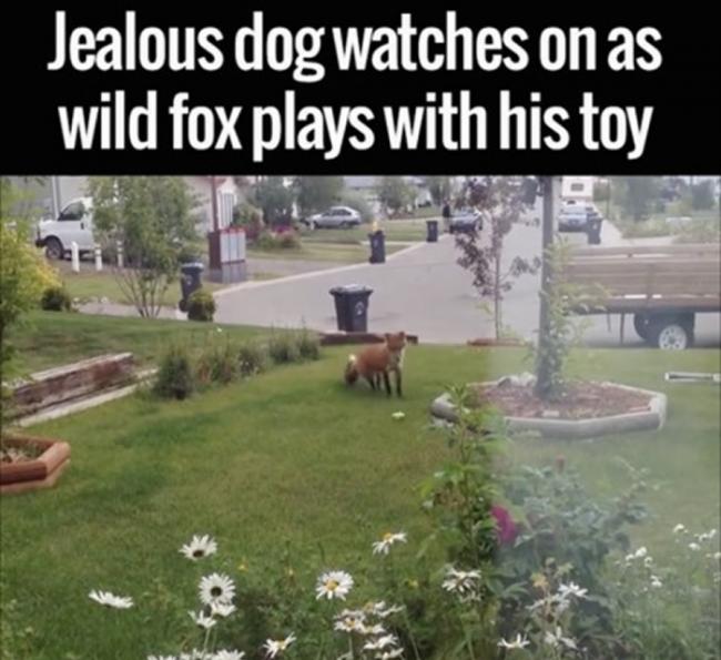 野生狐狸发现玩具兴奋的上前玩