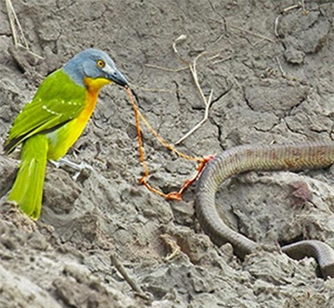 南非克鲁格国家公园食虫鸟活撕毒蛇