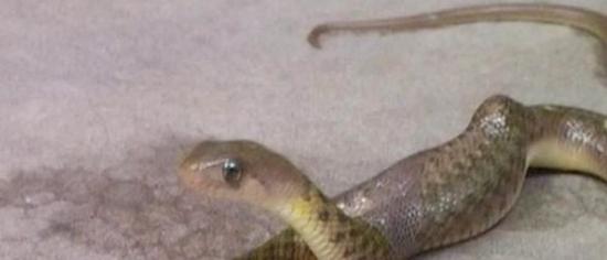 印度小村庄发现一条罕见“双头”蛇