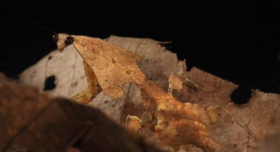 Deroplatys trigonodera是一种枯叶螳螂，外表有如森林中腐烂的落叶。