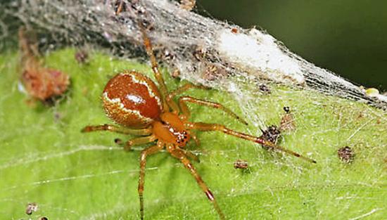 蜘蛛会依据“性格”进行社会分工