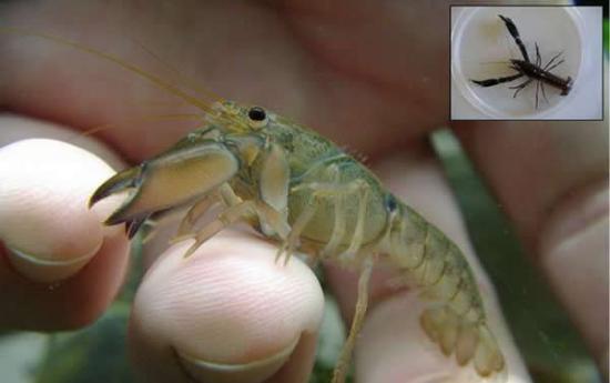 澳大利亚发现淡水龙虾新物种 是世界上最小的龙虾
