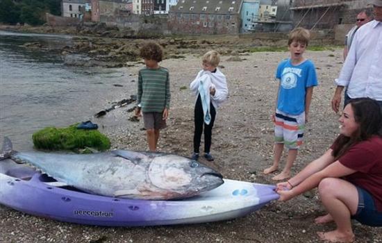 英国康沃尔海岸五名大学女生捡到一条珍贵的蓝鳍金枪鱼 价值近700万