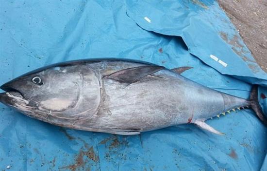 英国康沃尔海岸五名大学女生捡到一条珍贵的蓝鳍金枪鱼 价值近700万