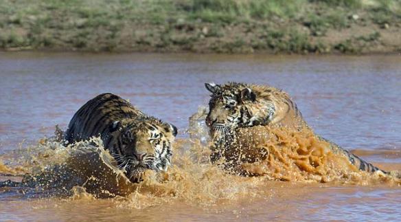 两只老虎好兄弟：扑通跳下水背溺水兄弟上岸
