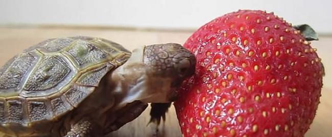 屡败屡战：俄罗斯陆龟企图进食草莓