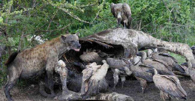 偷猎者向动物尸体投毒 非洲11种秃鹫中有6种濒临灭绝