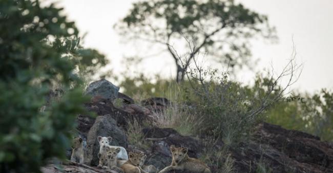 南非辛吉塔・克鲁格国家公园摄像机拍到罕见白狮