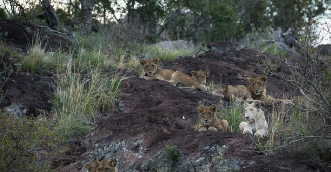 南非辛吉塔・克鲁格国家公园摄像机拍到罕见白狮