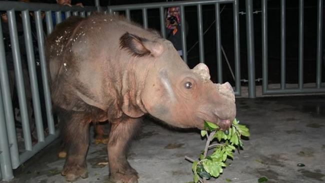 美国辛辛那提动物园目前正在进行苏门答腊犀牛的复育计划。