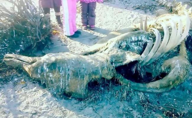 俄罗斯海岸出现腐烂动物尸体。