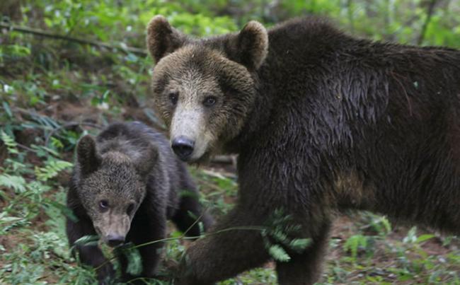 美国总统特朗普废除阿拉斯加的狩猎禁令 重启“猎食者控制”计划