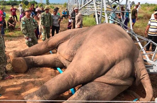 死亡的野生大象属于濒危物种。